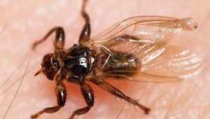 Power bloch popis, vzhled, nebezpečí pro člověka